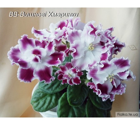 ВВ-Вишневі Хмаринки 29